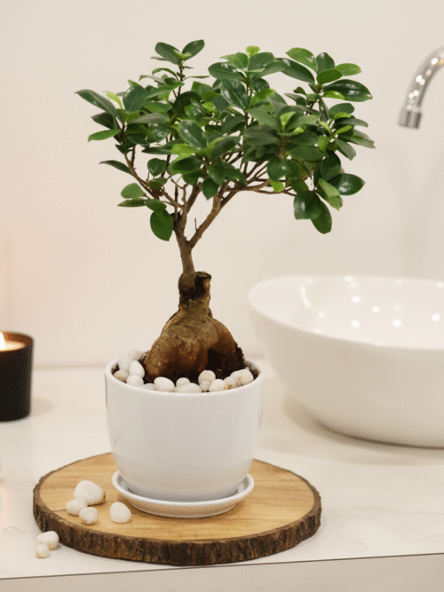 Zen Serenity Ficus Bonsai with Modern Planter
